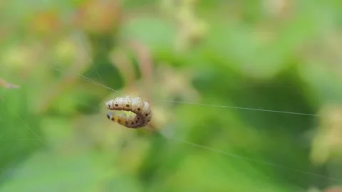 A close up of a flower Stock Footage 133783452