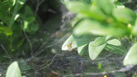 A close up of a flower Stock Footage 133784428