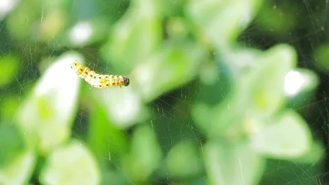 A close up of a flower Stock Footage 133785276