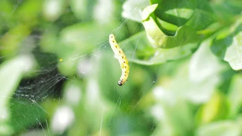 A close up of a flower Stock Footage 133785519