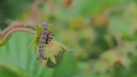 A close up of a flower Stock Footage 133786128