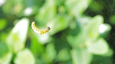 A close up of a flower Stock Footage 133787579