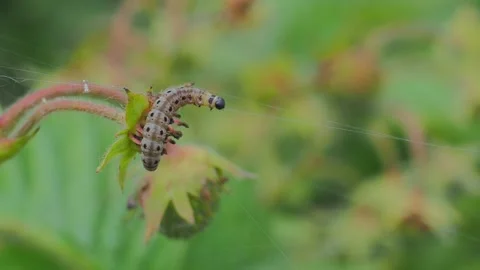 A close up of a flower Stock Footage 133787693