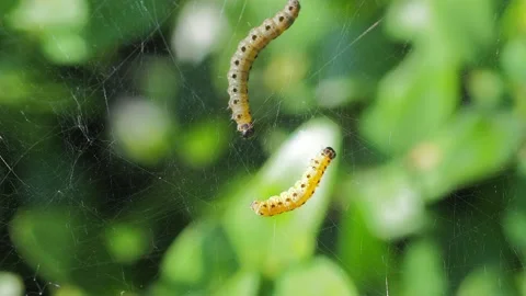 A close up of a flower Stock Footage 133788116