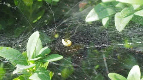 A close up of a flower Stock Footage 133789338