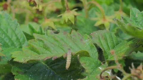 A close up of a flower Stock Footage 133789445