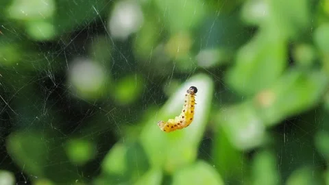 A close up of a flower Stock Footage 133790045