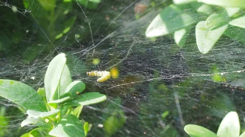 A close up of a flower Stock Footage 133791166