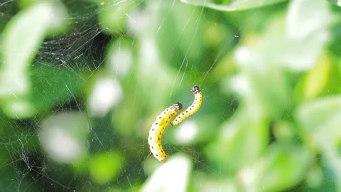 A close up of a flower Stock Footage 133791252