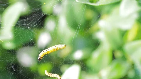 A close up of a flower Stock Footage 133792758