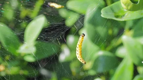 A close up of a flower Stock Footage 133793220