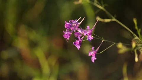A close up of a flower.  Stock Footage 138879373