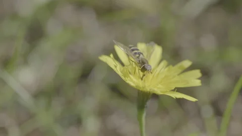 A close up of a flower Video stock 151833083
