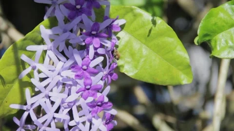 A close up of a flower Stock Footage 155355165