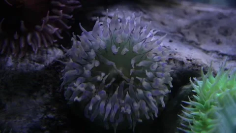 A close up of a flower Video stock 155357250