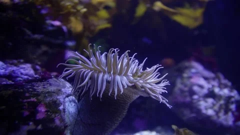 A close up of a flower Video stock 155398374