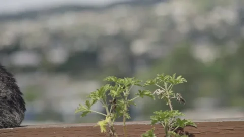 A close up of a flower Stock Footage 155401907