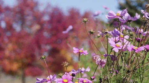 A close up of a flower Stock Footage 155581395