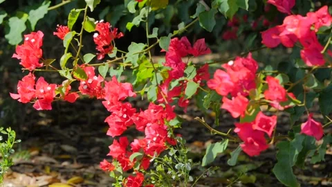 A close up of a flower Video stock 155583568