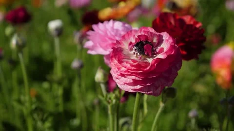 A close up of a flower Stock Footage 155583839