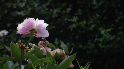 A close up of a flower Video stock 155583965