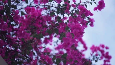 A close up of a flower Stock Footage 155584074