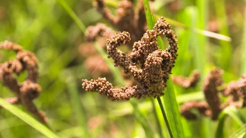 A close up of a flower Stock-Footage 155584737