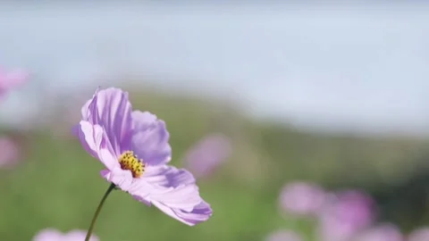 A close up of a flower Stock Footage 155585047