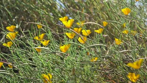 A close up of a flower Stock Footage 155585722