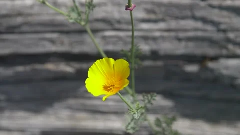 A close up of a flower Stock Footage 155585758