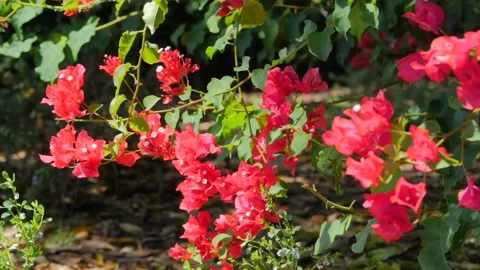 A close up of a flower Stock Footage 155585809