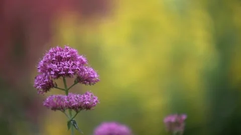 A close up of a flower Stock Footage 155585850