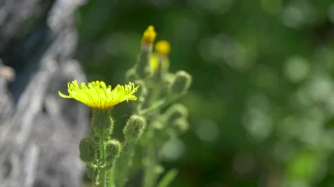 A close up of a flower Video stock 155585880