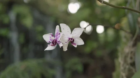 A close up of a flower Stock Footage 155587109