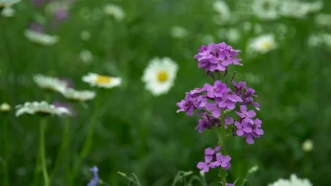 A close up of a flower Stock Footage 155587460