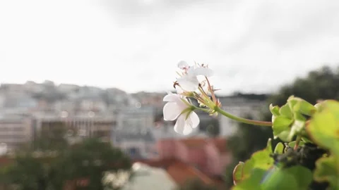 A close up of a flower Video stock 155587565