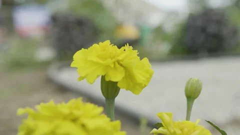 A close up of a flower Video stock 155587836
