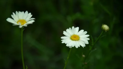 A close up of a flower Stock Footage 155587949
