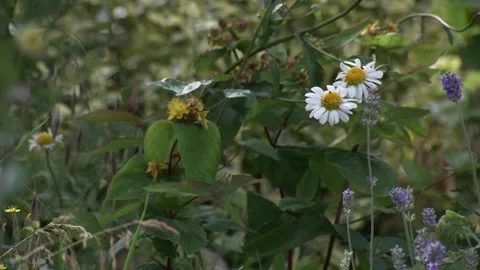 A close up of a flower Stock Footage 155589350