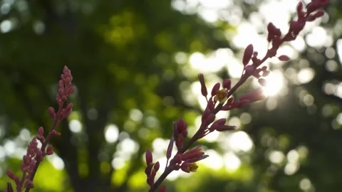 A close up of a flower Stock Footage 155589870
