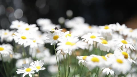 A close up of a flower Stock Footage 155592665