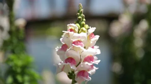 A close up of a flower Video stock 155592751