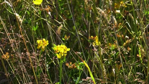 A close up of a flower 動画素材 156012532