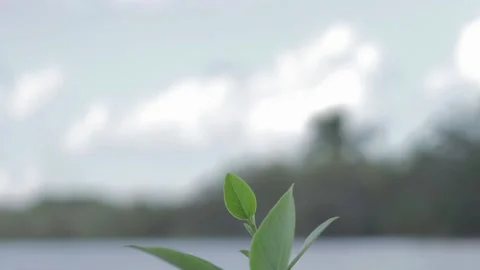 A close up of a flower Video stock 156012917