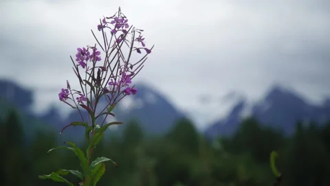 A close up of a flower Stock Footage 156015096