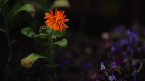A close up of a flower Stock Footage 156016834