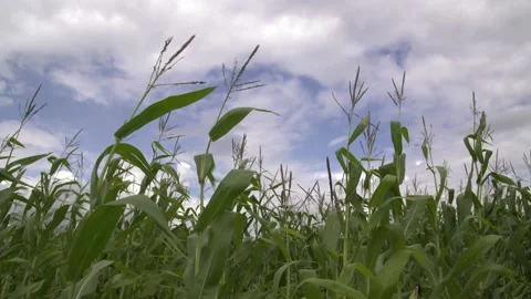 A close up of a flower Stock Footage 156022534