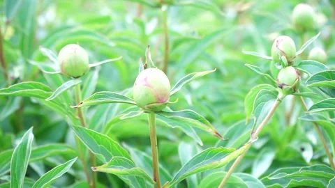A close up of a flower Stock Footage 156723349