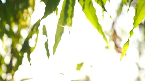 A close up of a flower 스톡 동영상 156843315