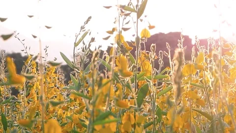 A close up of a flower Vidéo 156845430